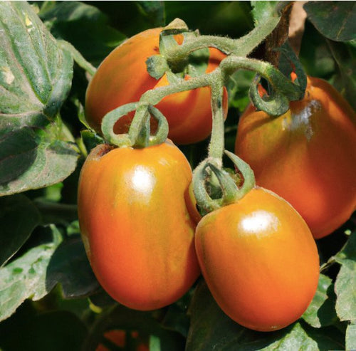 BIO Busch Tomate - Birnenförmig - CN-Shop24