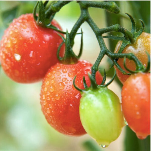 BIO Cherry Tomate 