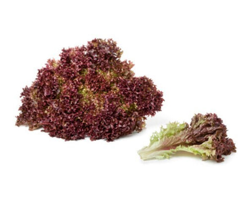 BIO Pflücksalat Lollo rosso - CN-Shop24