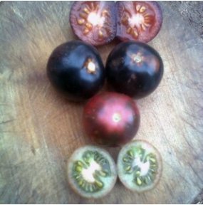 BIO Stab Tomate 