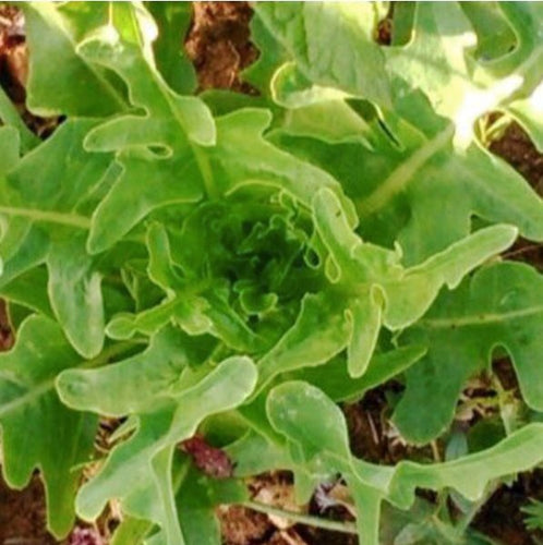 Eichblatt Salat 